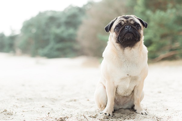 fawn Pug on beach, lifestyle dog photographer