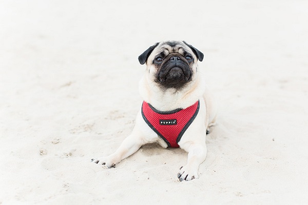 Pug on beach wearing red harness
