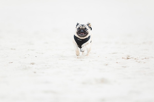 Pug Lola running on beach
