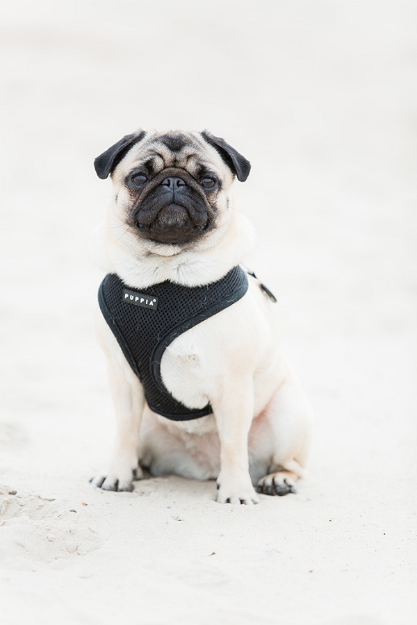 Pug wearing black harness
