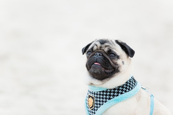 the Pug Lola looking regal in houndstooth harness