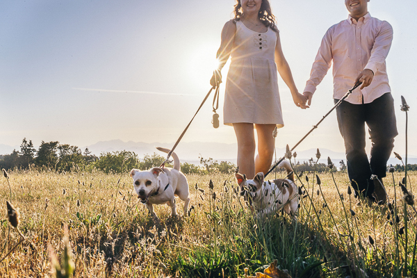 couple walking dogs with sun at their back, engagement photos with dogs
