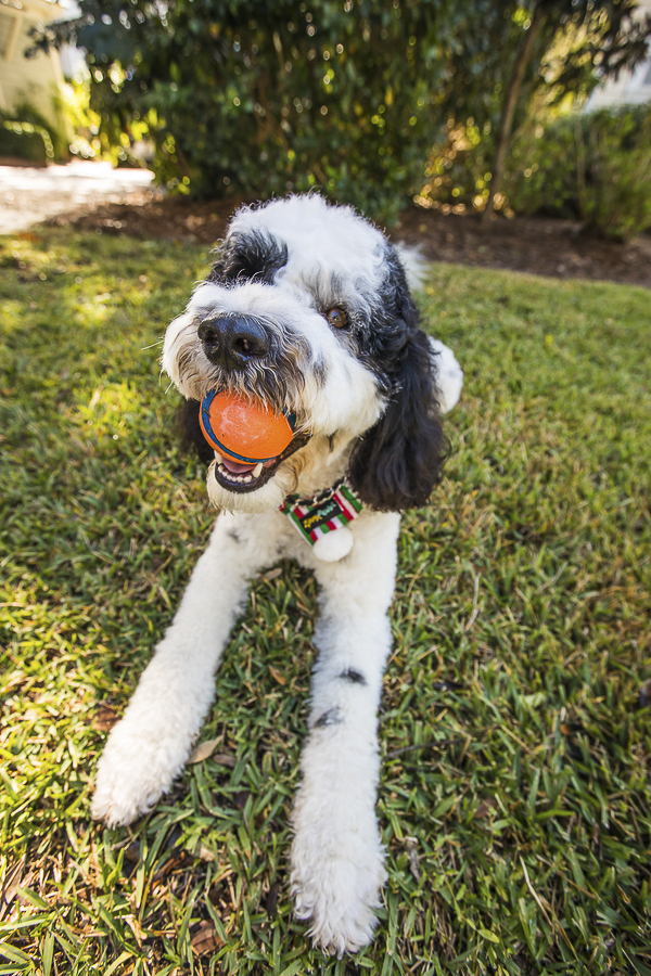 dog with orange ball