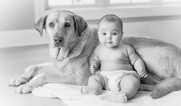 baby and Yellow Lab, BFFS for life, 
