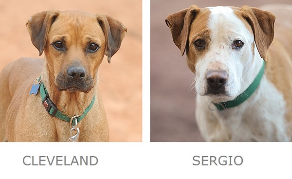 adoptable dogs Best Friends Animal Sanctuary
