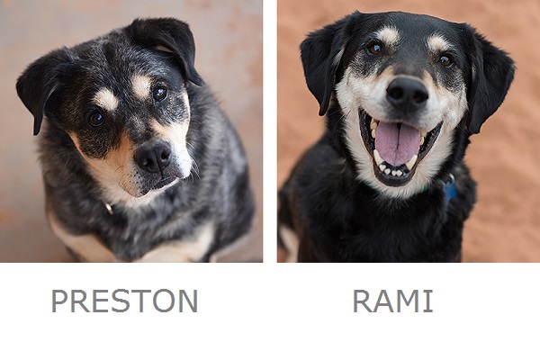 adoptable senior dogs for free, ©Best Friends Animal Sanctuary