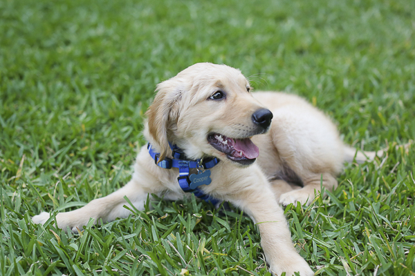  adorable Golden Retriever puppy lying on grass, 