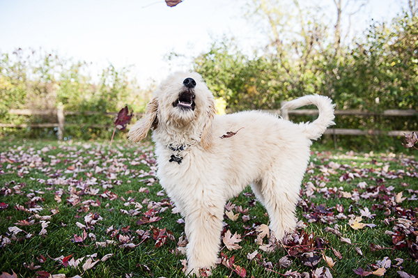 Goldendoodle puppy playing in leaves, pet photography