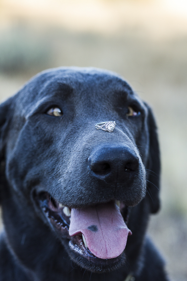 charcoal lab balancing ring on nose, engagement pictures with dog