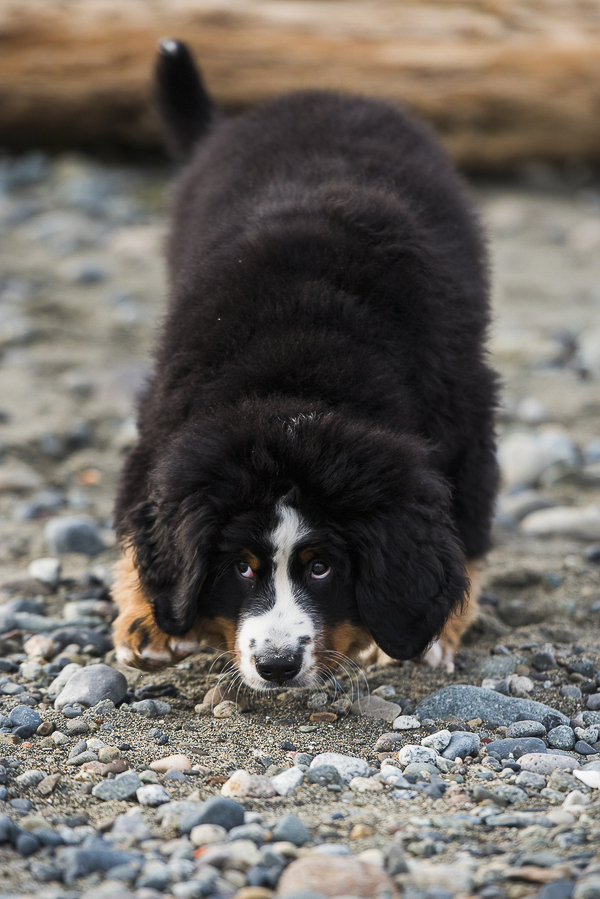 fluffy Berner puppy lying on rocky beach, on location dog photography