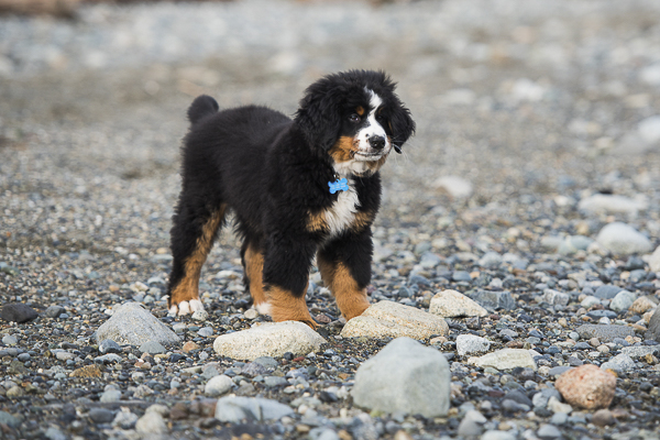 little puppy with huge paws on beach, lifestyle dog photos