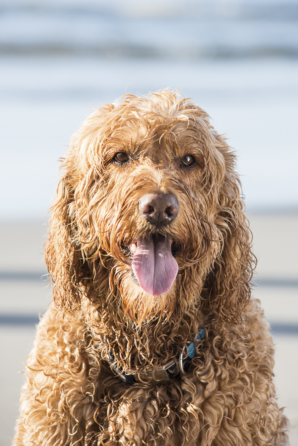 Handsome Goldendoodle at the beach