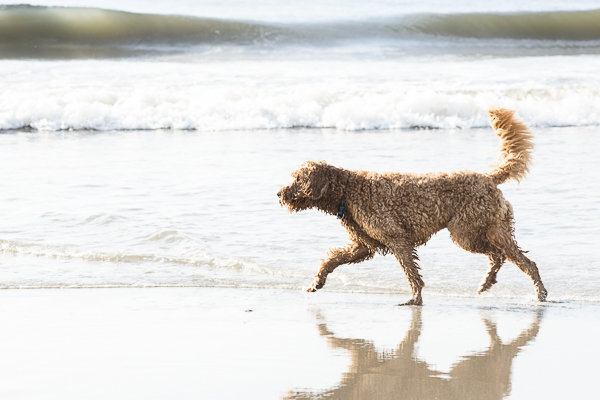dog running along beach, Myrtle Beach dog photography