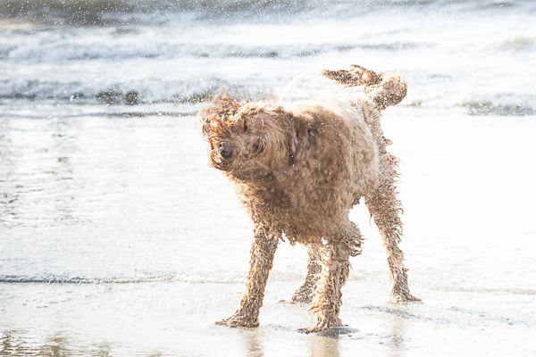 Goldendoodle shaking on beach