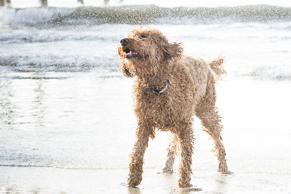 Goldendoodle shaking off water