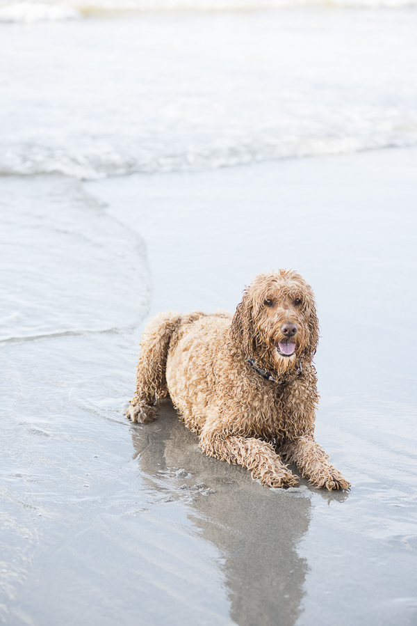 well behaved dog at the beach, wet Goldendoodle, 