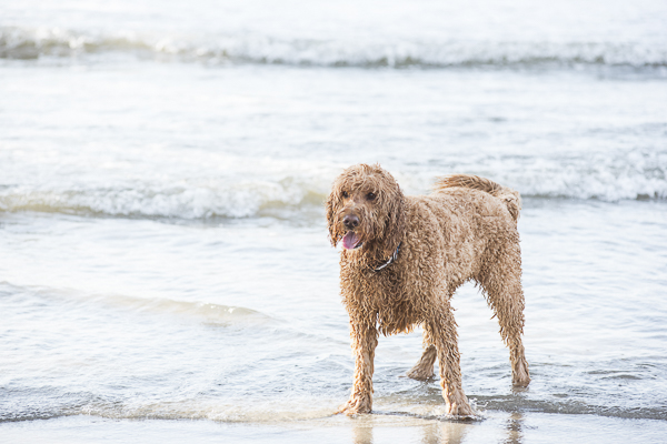large dog at the beach, dog standing in the ocean