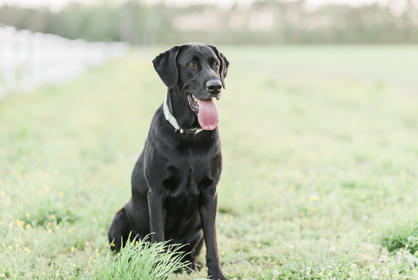 handsome black lab sitting in pasture, creative dog photography ideas