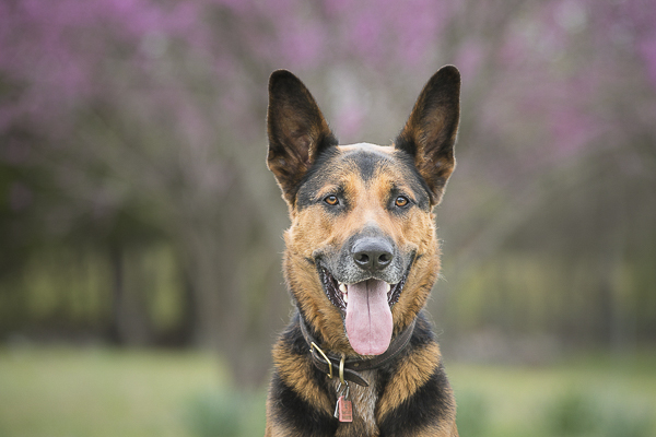 handsome Shepherd mix in front of tree with pink blossoms