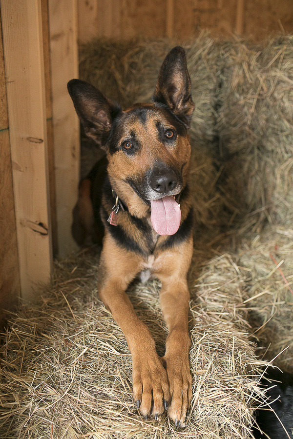Shepherd Mix on hay bale, life as a farmdog