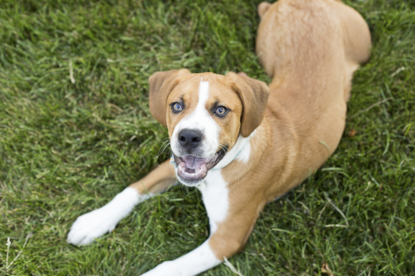 mixed breed puppy lying on grass, Boxer Beagle puppy, lifestyle dog photography