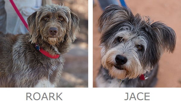 adoptable dogs from Best Friends Animal Sanctuary