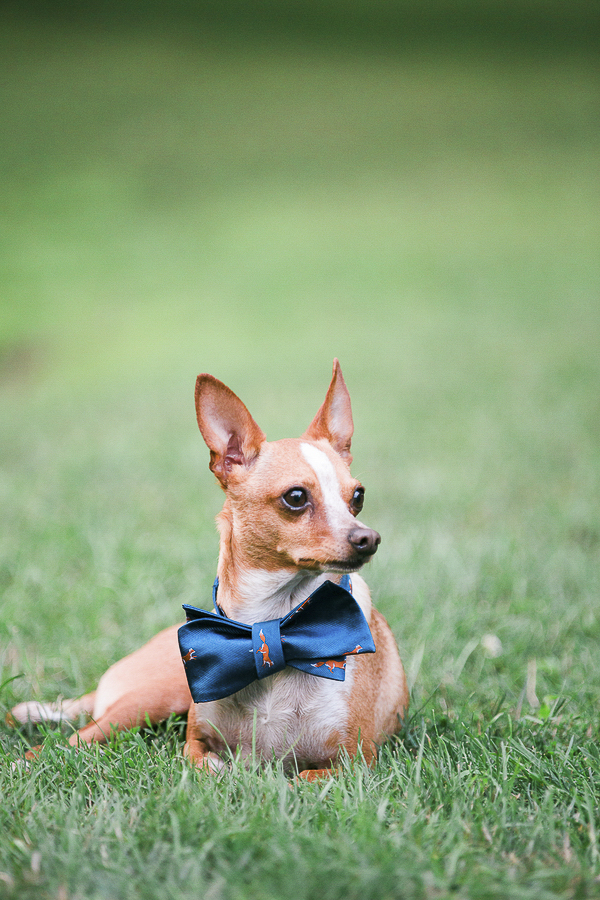 handsome Chi with blue bow tie, small dog on grass, lifestyle dog photography