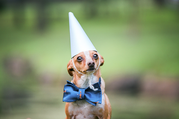 rescued Chihuahua wearing pointed hat and fox bow tie, 