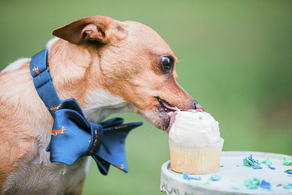 Chi licking icing off cupcake, ideas to celebrate dog's birthday, dog in blue bow tie