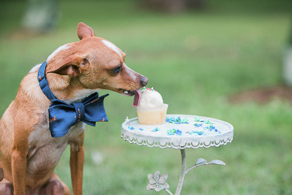 Chihuahua licking birthday cupcake, celebrating dogs birthday ideas, dog birthday party pictures