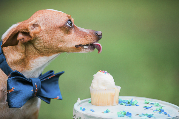 Chihuahua and cupcake, dog's tongue out, lifestyle dog portraits