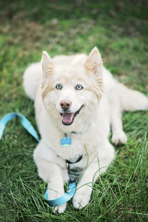 gorgeous dog, lifestyle dog photography, Siberian Husky-Golden Retriever mix
