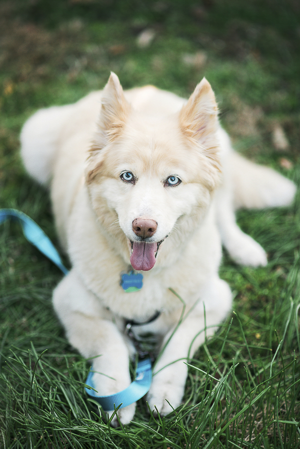 beautiful Golden Retriever/Siberian Husky mix, blue eyed dog lying in grass
