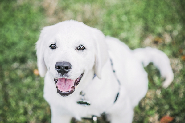 clever cream Golden Retriever pup, lifestyle pet portraits