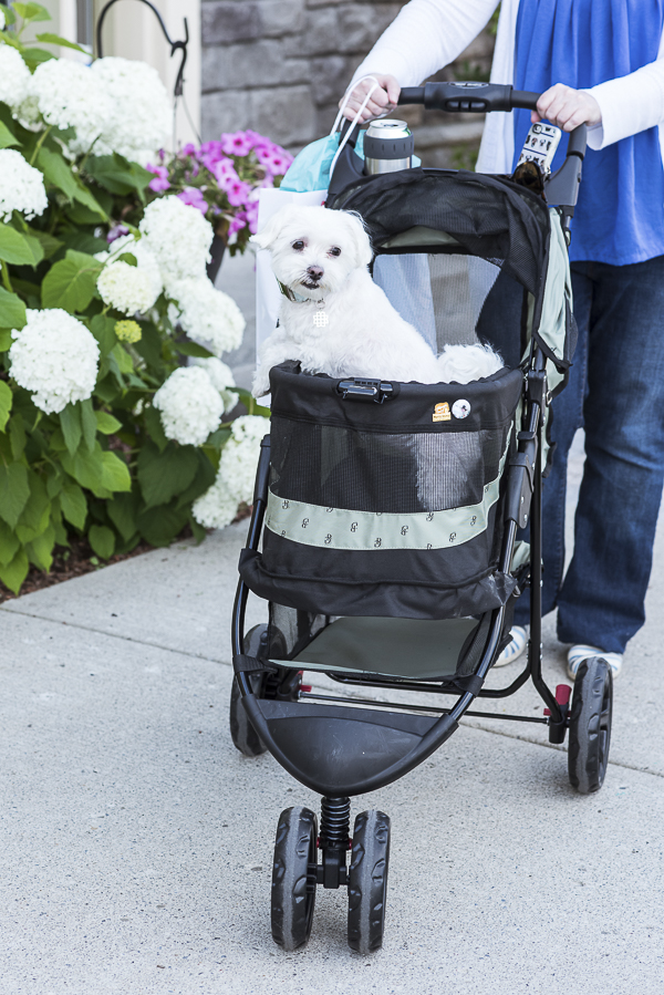 dog in pet stroller, benefits of pet strollers for healthy dogs
