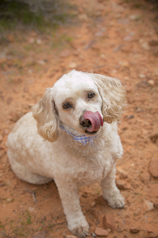 cockapoo in the desert, dog licking his nose, 