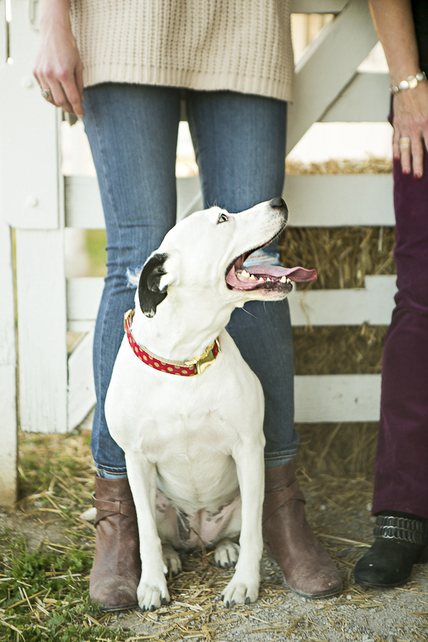 white Dalmatian mix, Nashville family-dog photos