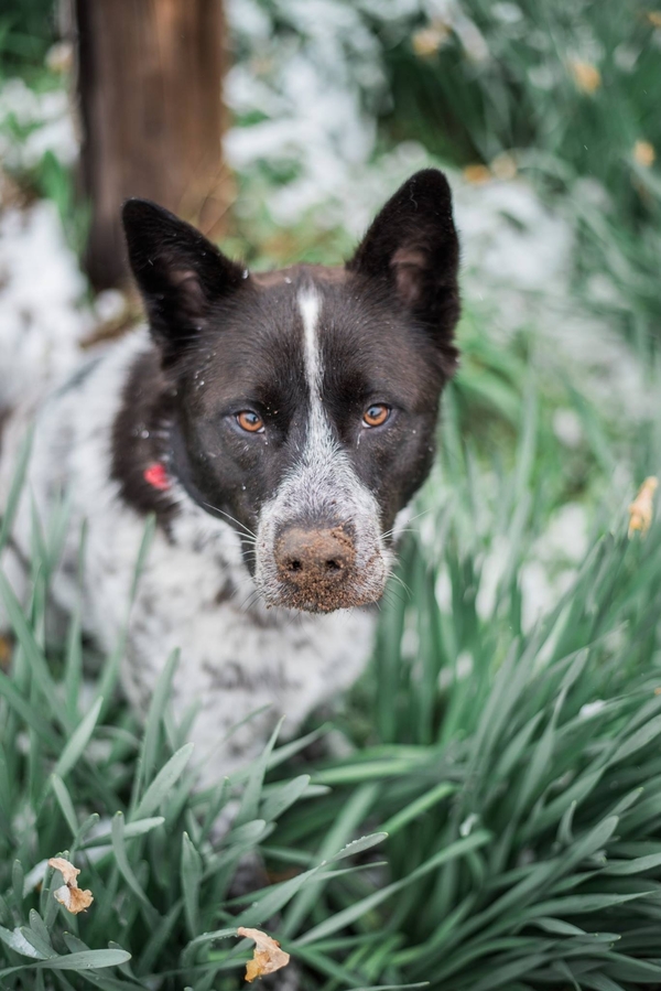 handsome dog with dirty nose, lifestyle dog photography, Aussie/Husky mix