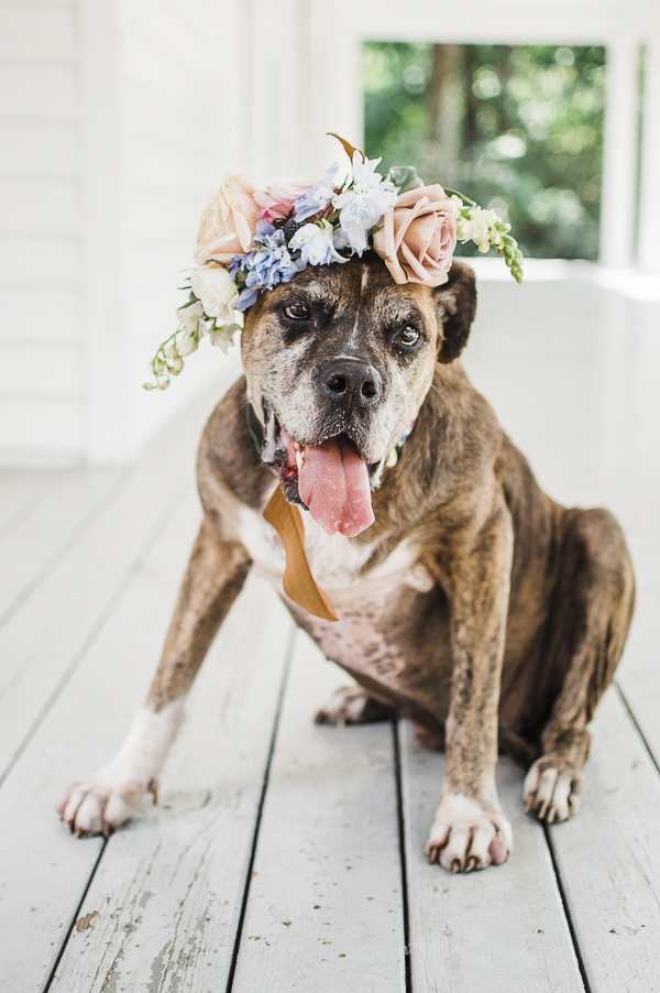 old Boxer wearing floral wreath, adoptable dog, ObbRescue
