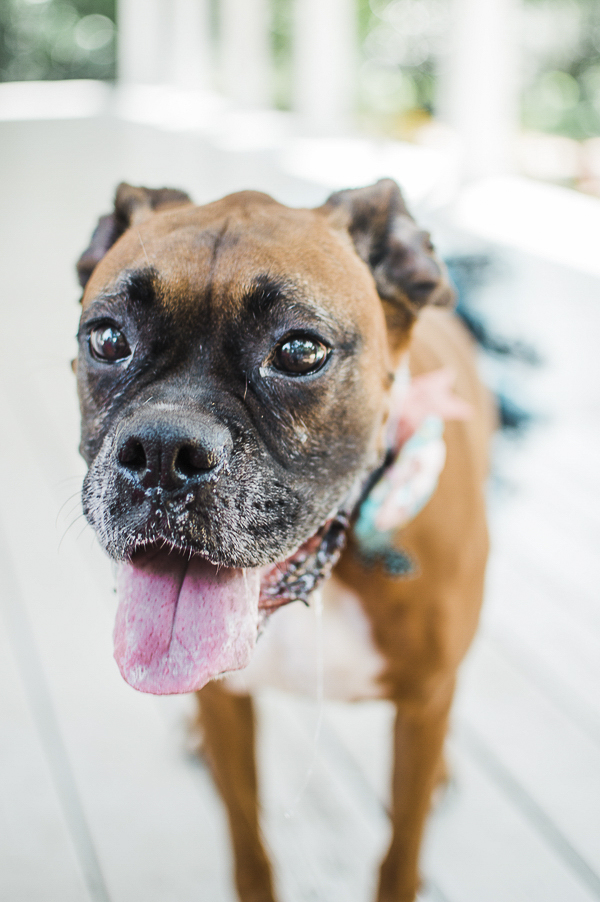 cute Boxer with natural ears and tail, adoptable dog