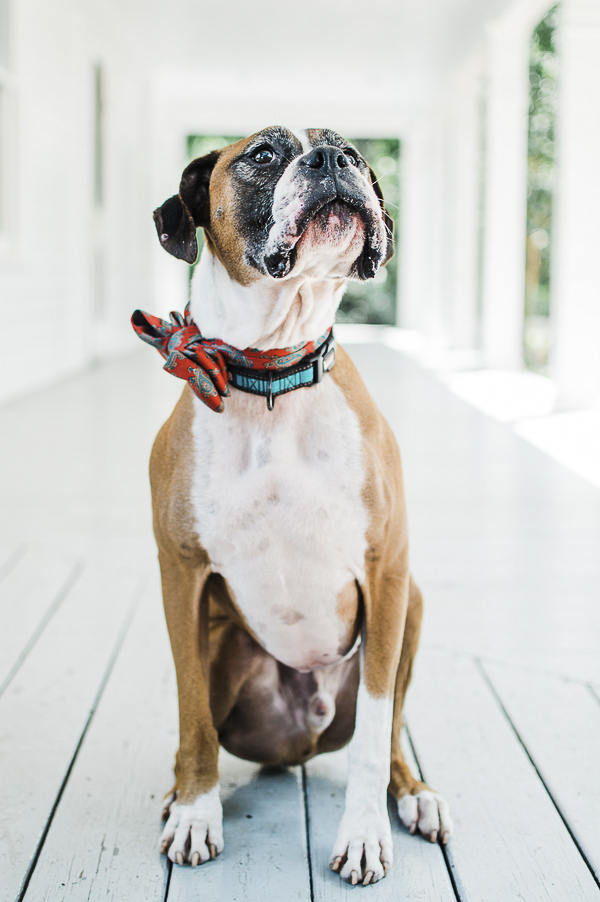 handsome Boxer, adoptable dog