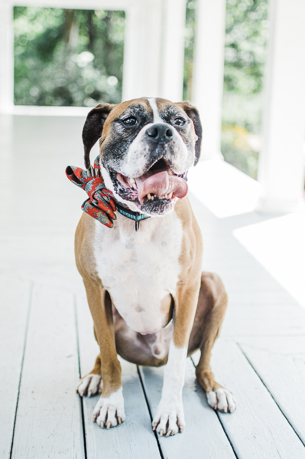 Boxer wearing bow tie with tongue out, lifestyle dog portraits