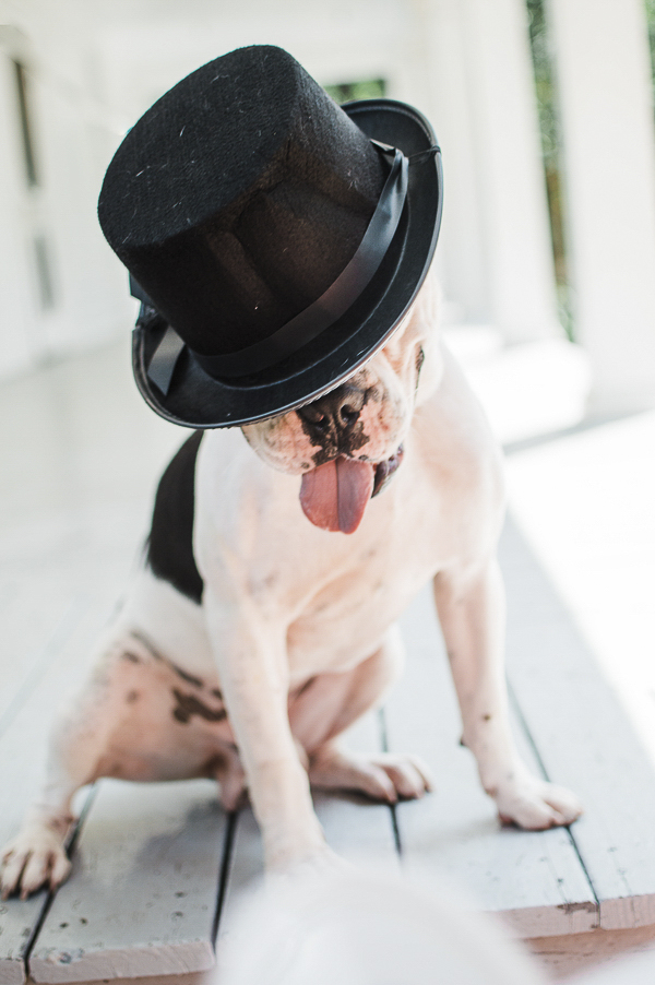 adoptable white and black Boxer mix wearing black hat | ObbRescue
