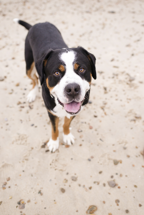 Greater Swiss Mountain Dog standing on beach, beach dog photographer