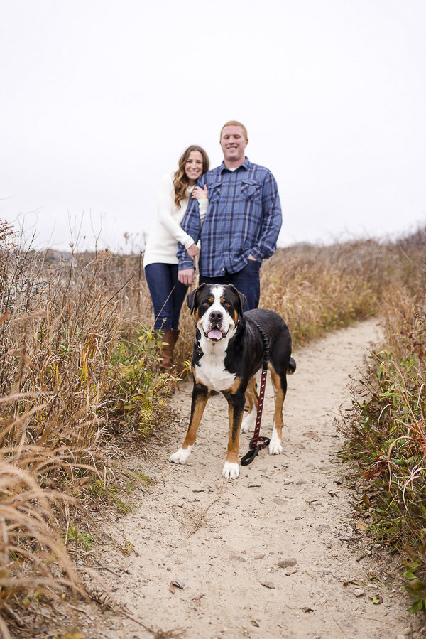 Greater Swiss Mountain Dog and couple on sandy path, Cape Cod engagement photos
