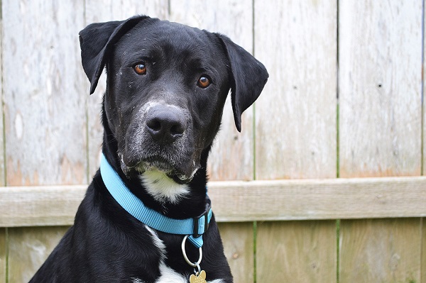 handsome adoptable dog, Remember Me Thursday #RememberTheRescue
