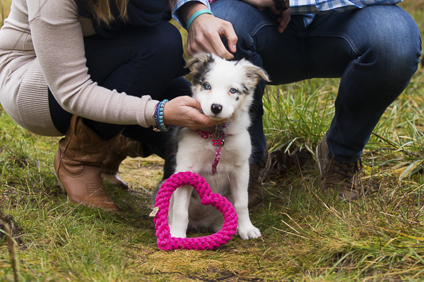 Border Collie, Australian Shepherd puppy with pink rope heart