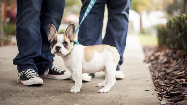 White, tan French Bulldog puppy on leash