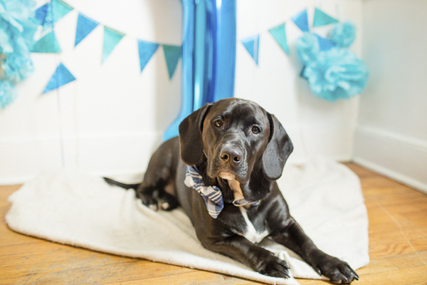 dog first birthday party, Lab Mix in bow tie