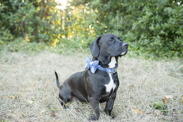 Labrador Mix wearing blue plaid bow tie